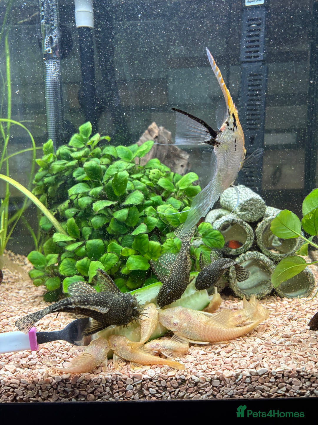 Plecos fish for sale: All different sizes  - Image 4