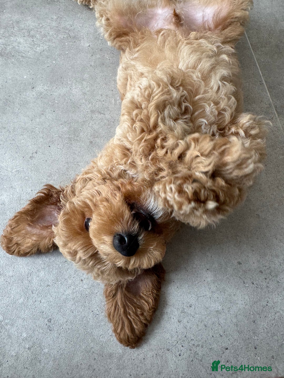 Poochon dogs for sale: POOCHON FOR SALE - Image 3