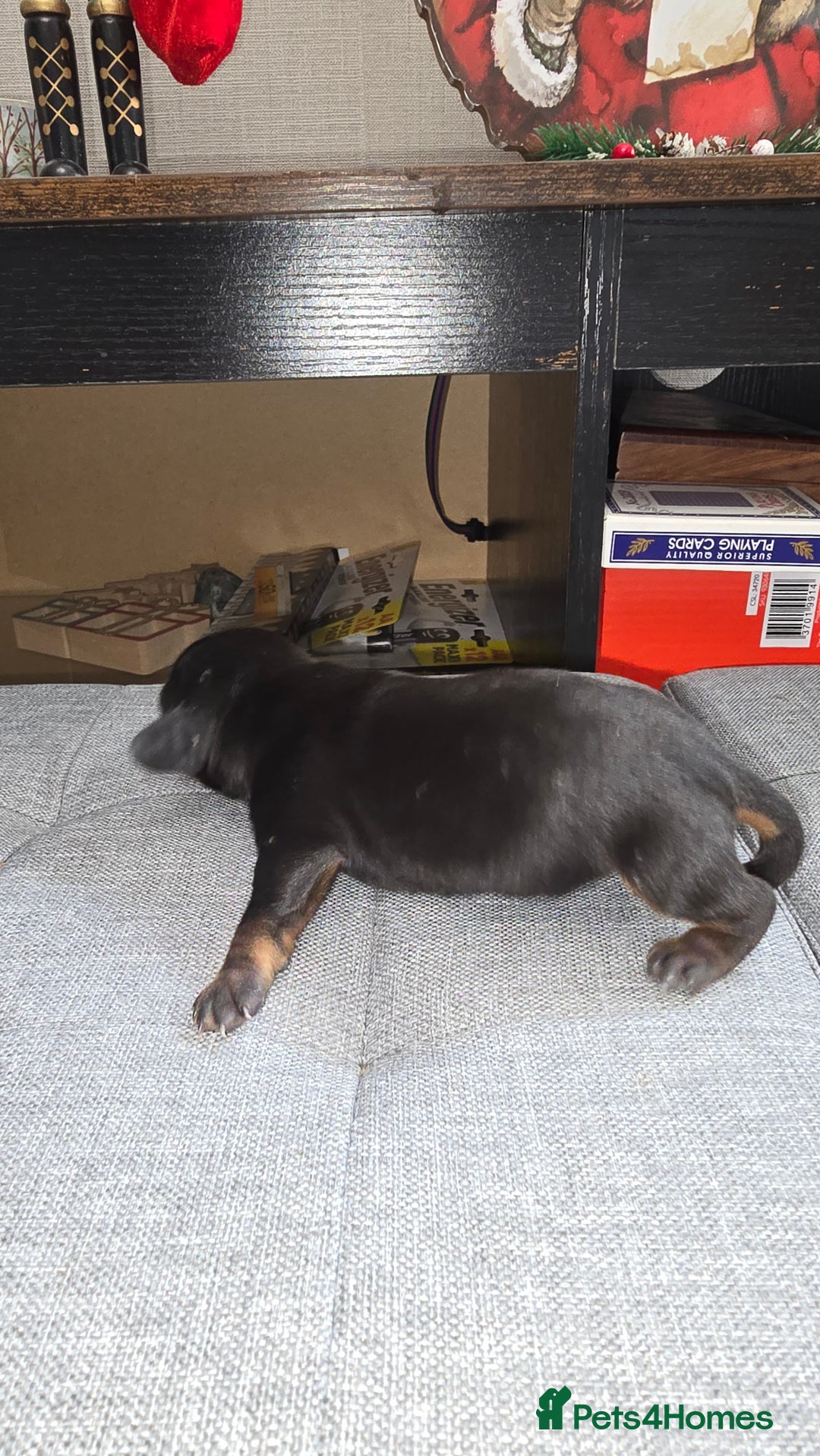 Dachshund dogs for sale: Mini dashhound  - Advert 6