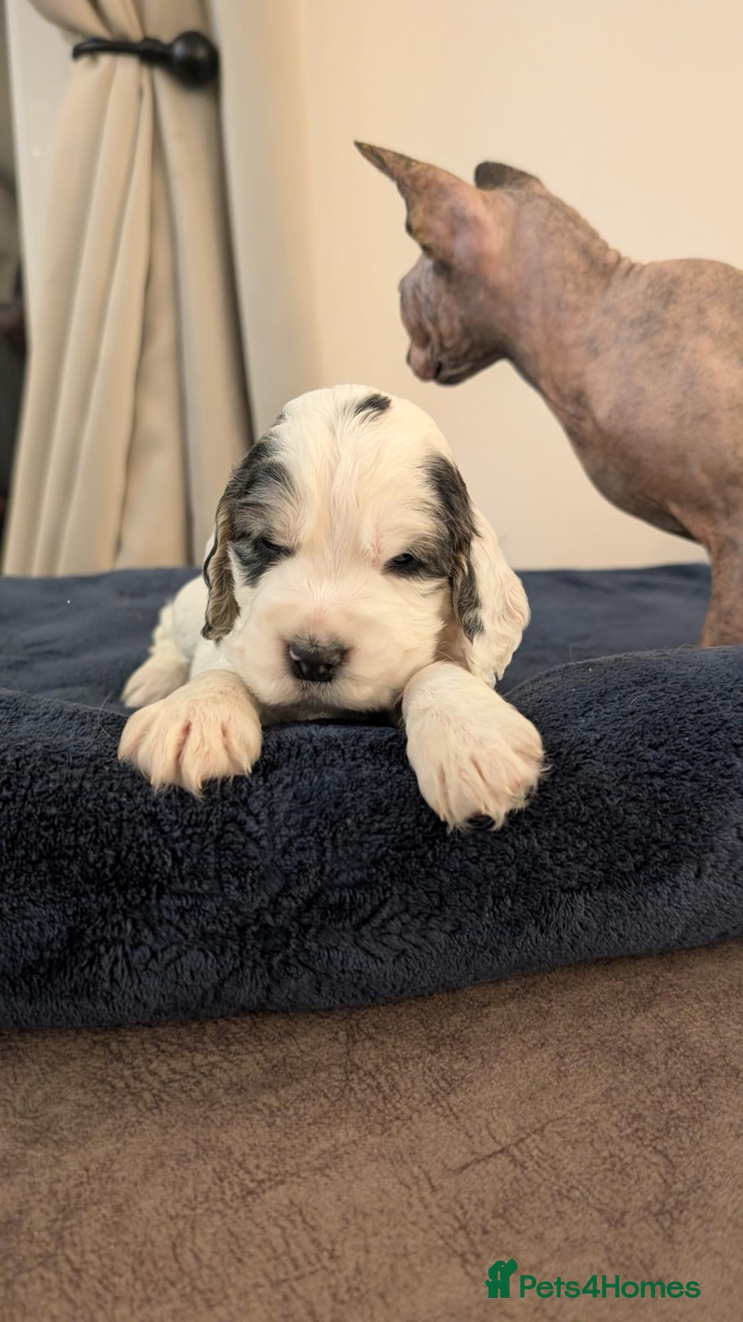 Cocker Spaniel dogs 2 boys LEFT Kc registered show cocker spaniel  - Advert 17