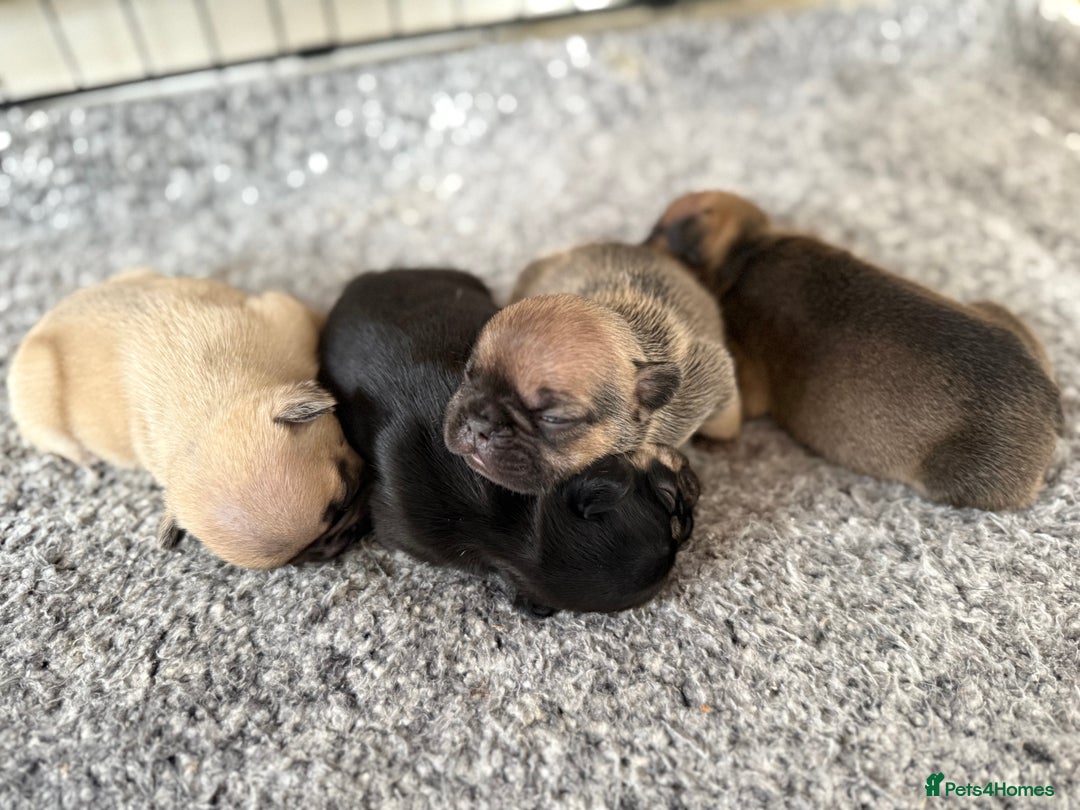 French Bulldog dogs for sale: French bull dog pups for sale - Image 6