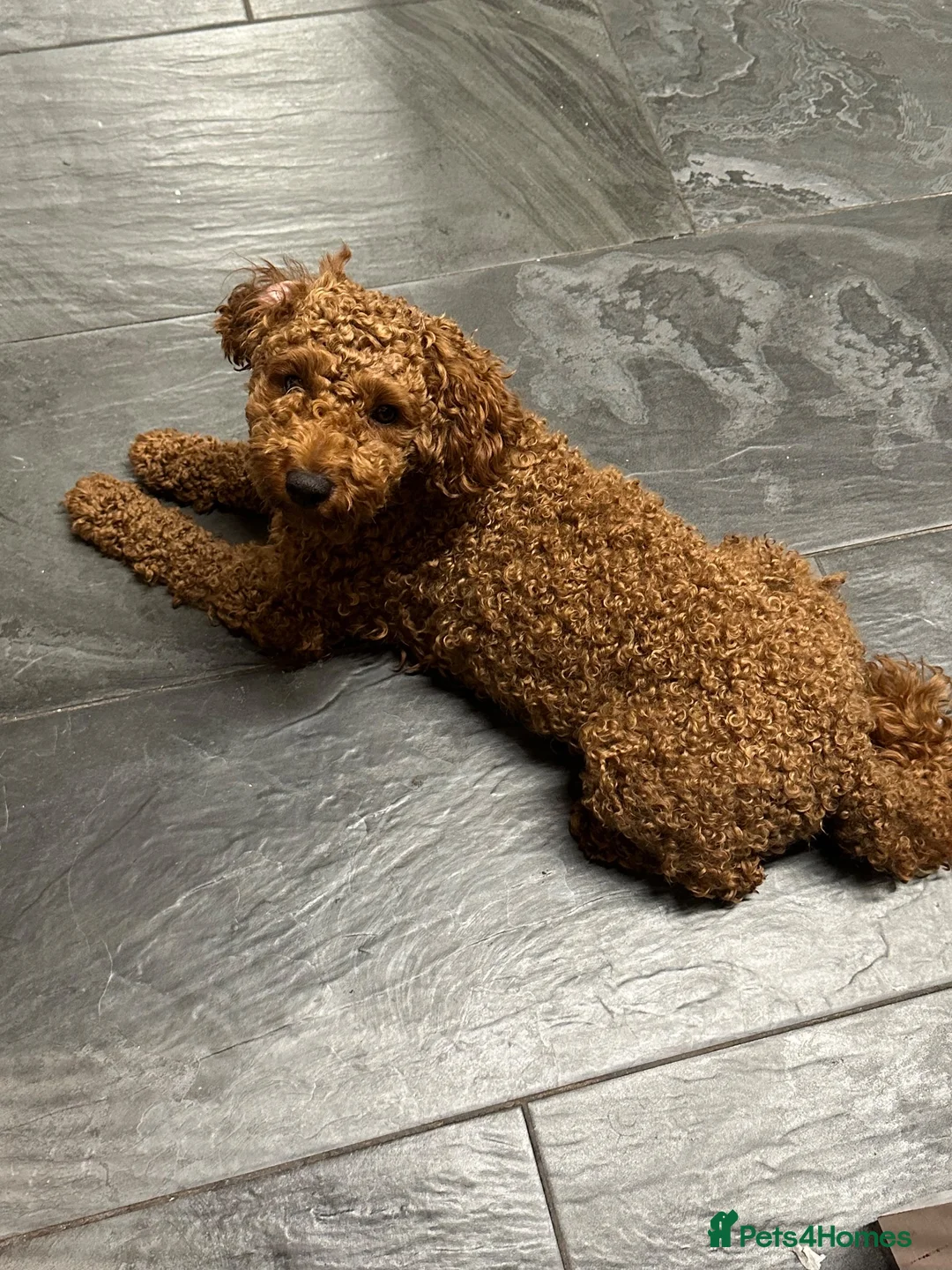 Schnoodle dogs for stud: Stunning Apricot Schnoodle Stud - Advert 2