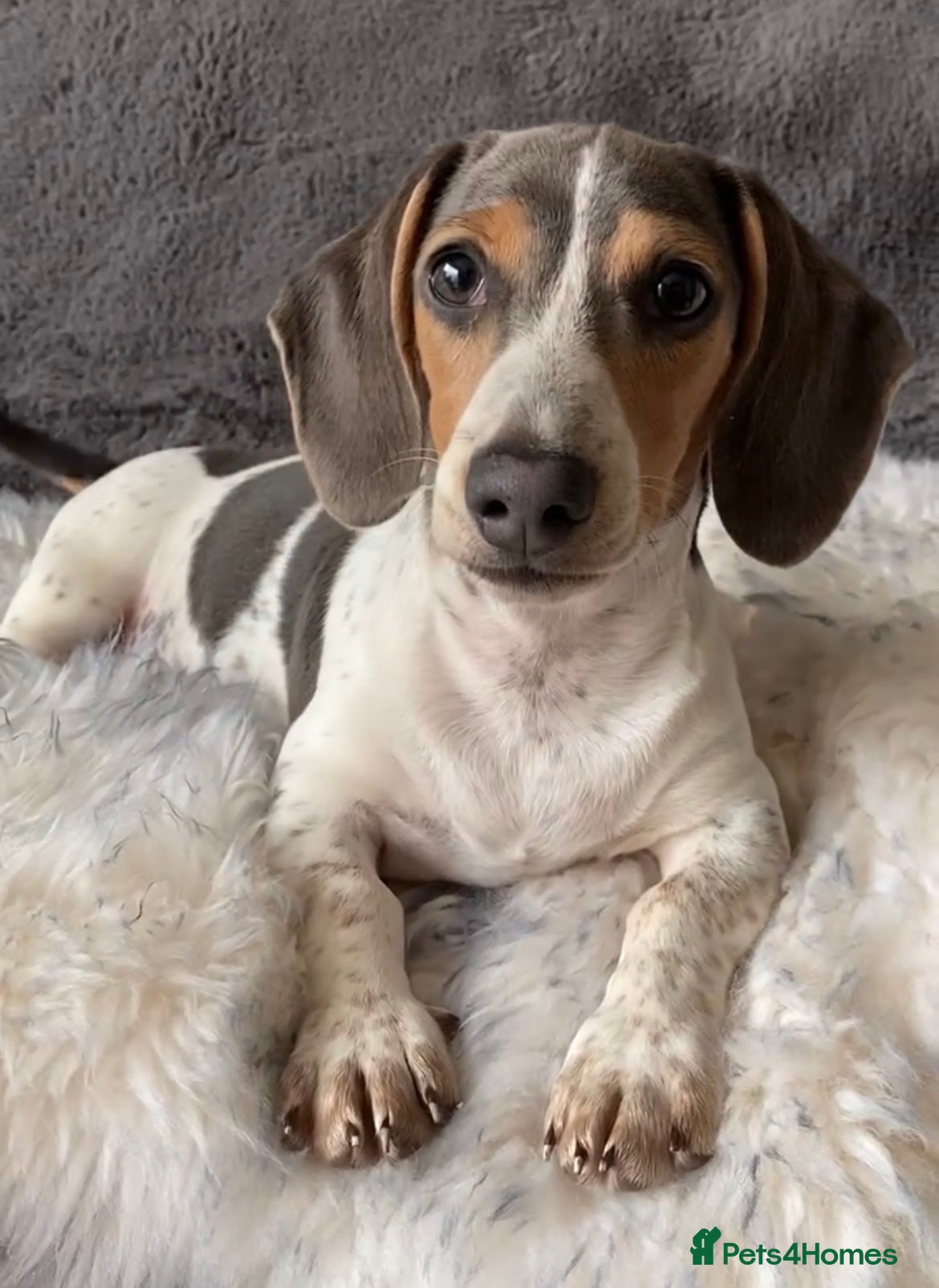 Miniature Dachshund dogs Blue and tan piebald mini dachshund - Advert 11