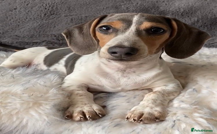Miniature Dachshund dogs - Advert 2