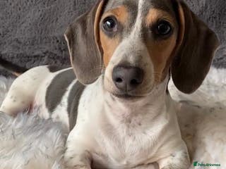 Miniature Dachshund dogs Blue and tan piebald mini dachshund - Advert 18