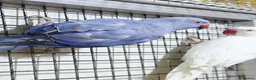 Parrots birds for sale: Beautiful Quality Parrots – Raised With Care in Hereford - Advert 3
