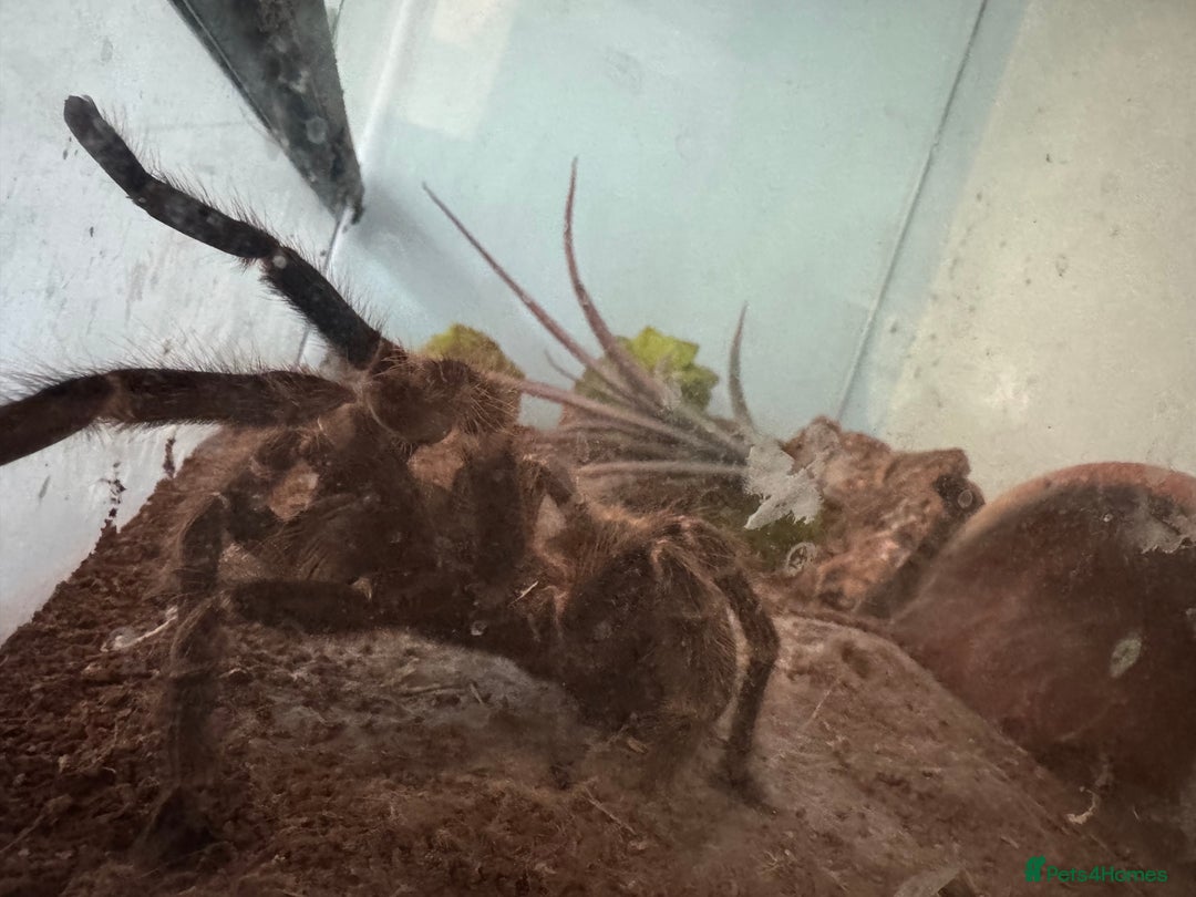 Spiders invertebrates for sale: Salmon pink bird eater  - Advert 2