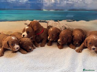 Cavapoo dogs Cavapoo Puppies-Perfect Family Companions - Advert 5