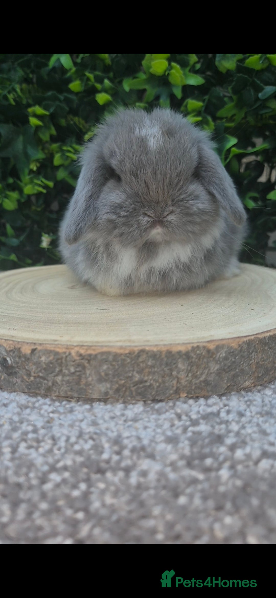 Mini Lop rabbits for sale: Mini lop baby girl ready now - Advert 15