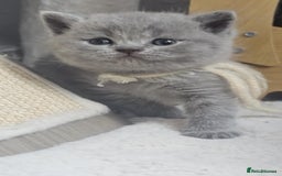 British Shorthair cats for sale: High Quality British Short Haired Kittens - Image 4