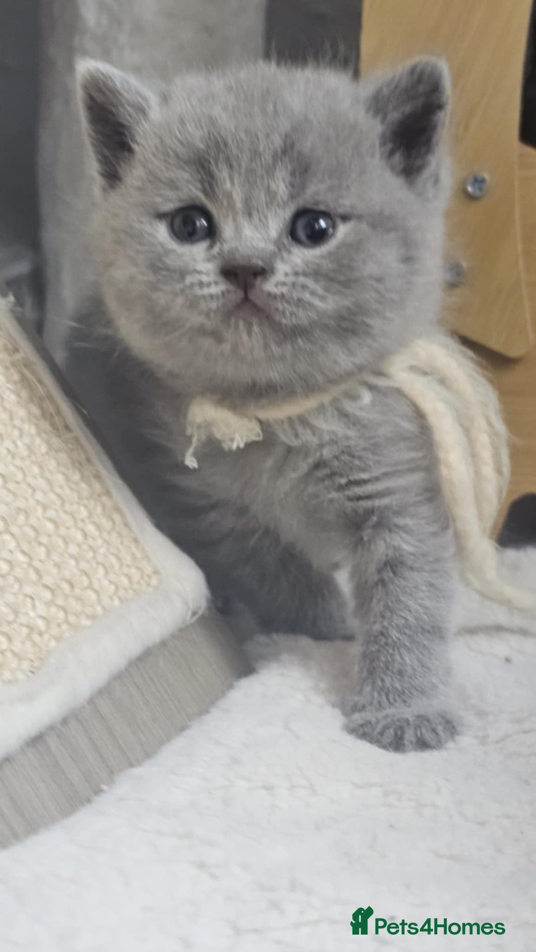 British Shorthair cats for sale: High Quality British Short Haired Kittens - Image 4