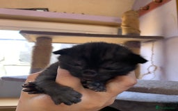 Domestic Shorthair cats for sale: Tabby kittens for sale - Image 20