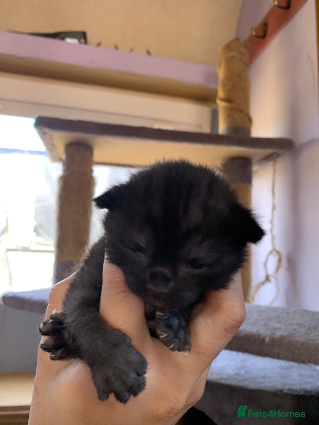 Domestic Shorthair cats for sale: Tabby kittens for sale - Image 20