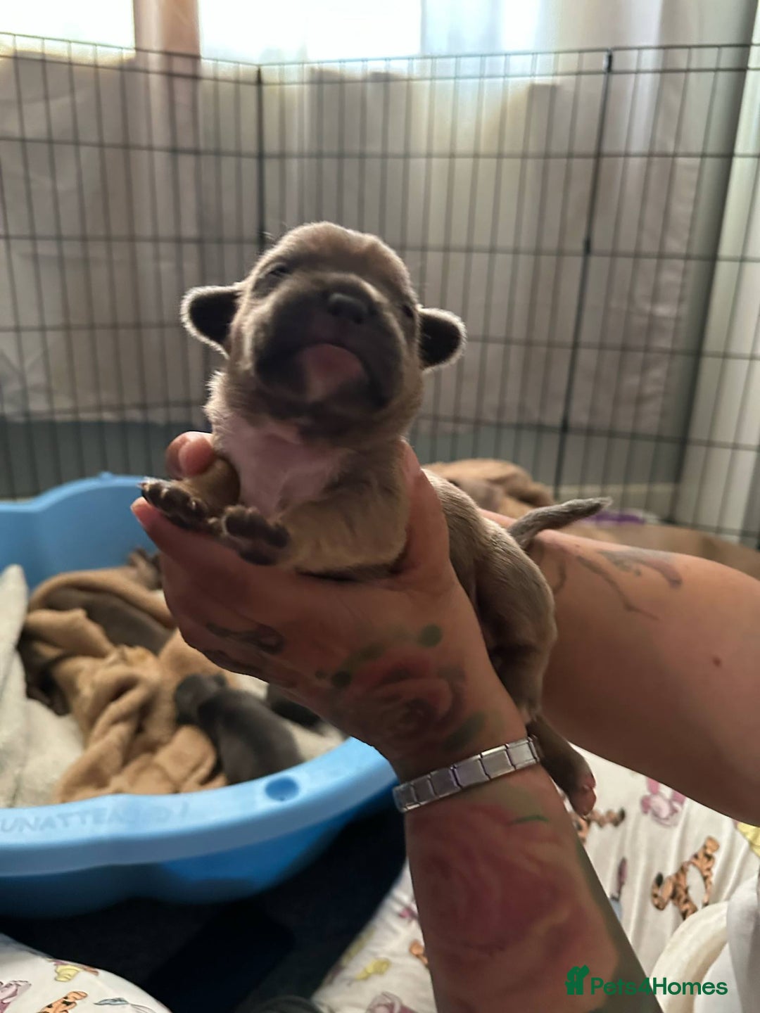 Mixed Breed dogs for sale: French pocket  in Blackpool - Image 6
