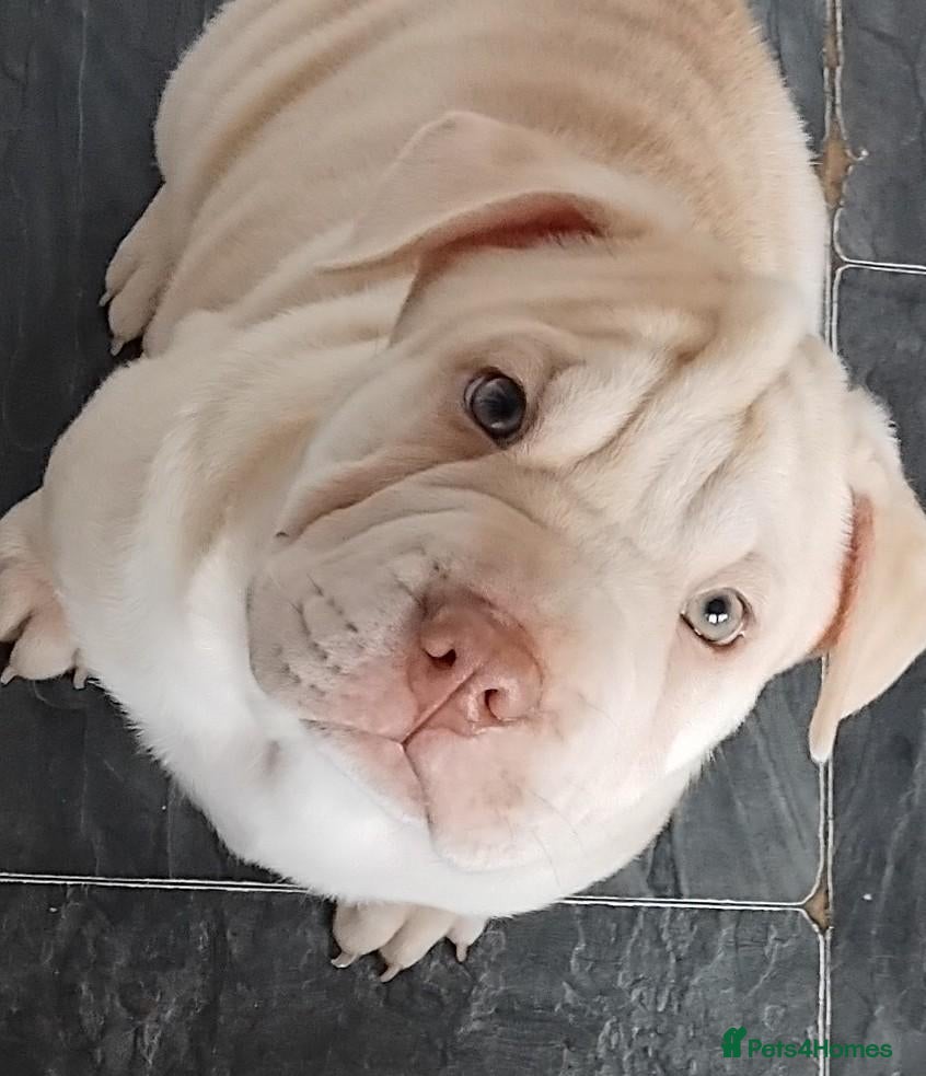 Mixed Breed dogs Shar pei x french bulldog (Frenchie-Pei)  - Advert 4
