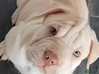 Mixed Breed dogs Shar pei x french bulldog (Frenchie-Pei) - Advert 4