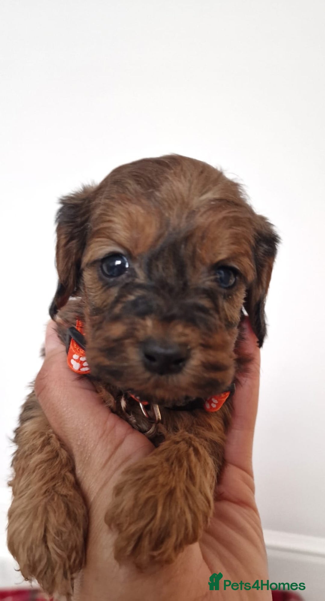 Cockapoo dogs for sale: F1 Cokerpoo puppies  - Advert 7