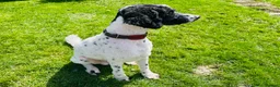 Standard Poodle dogs for stud: Standard party poodle in Marlborough - Advert 34