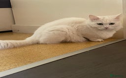 Turkish Angora cats for sale: Beautiful Fluffy Turkish angora  - girl - Image 15