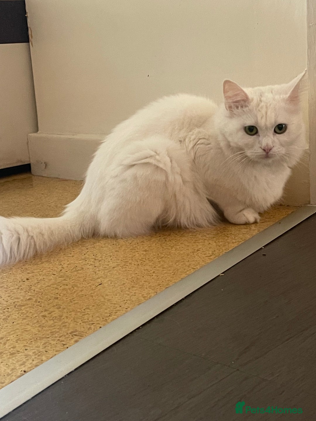 Turkish Angora cats for sale: Beautiful Fluffy Turkish angora  - girl - Image 15