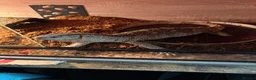 Monitor reptiles for sale: White throat monitor - Advert 2