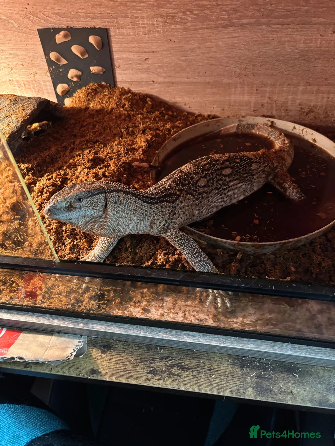 Monitor reptiles for sale: White throat monitor - Advert 2