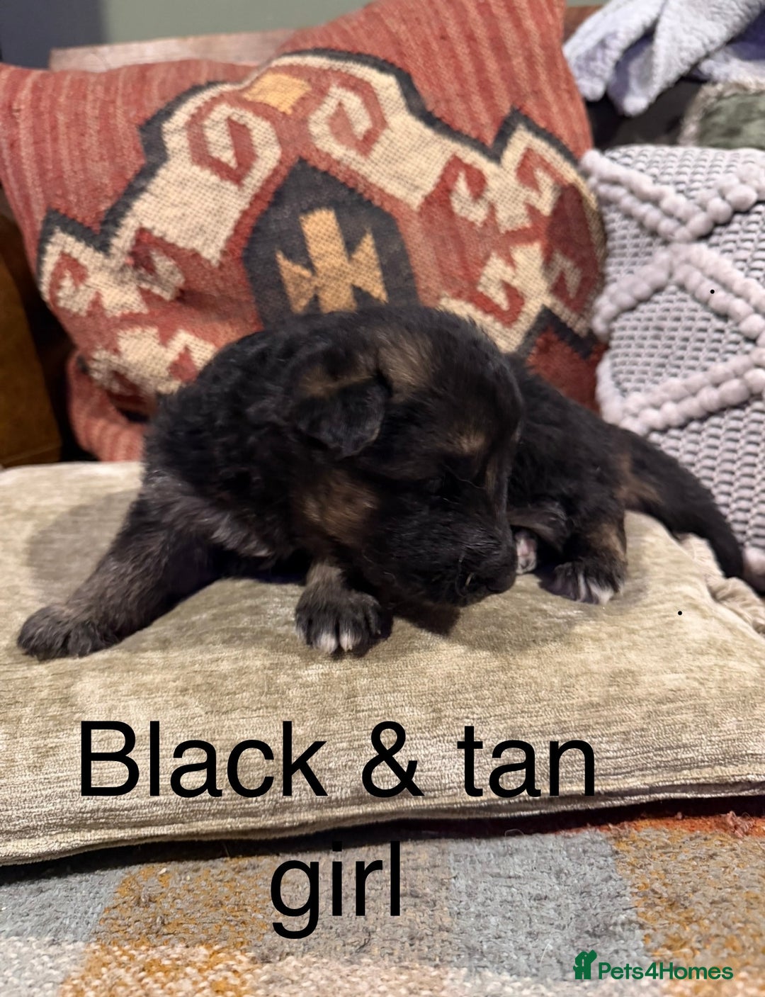 German Shepherd dogs for sale: Long Haired Health Tested German Shepherd Pups  - Advert 10