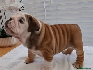 English Bulldog dogs Bulldog Pup Female Kennel Club Registered - Advert 5