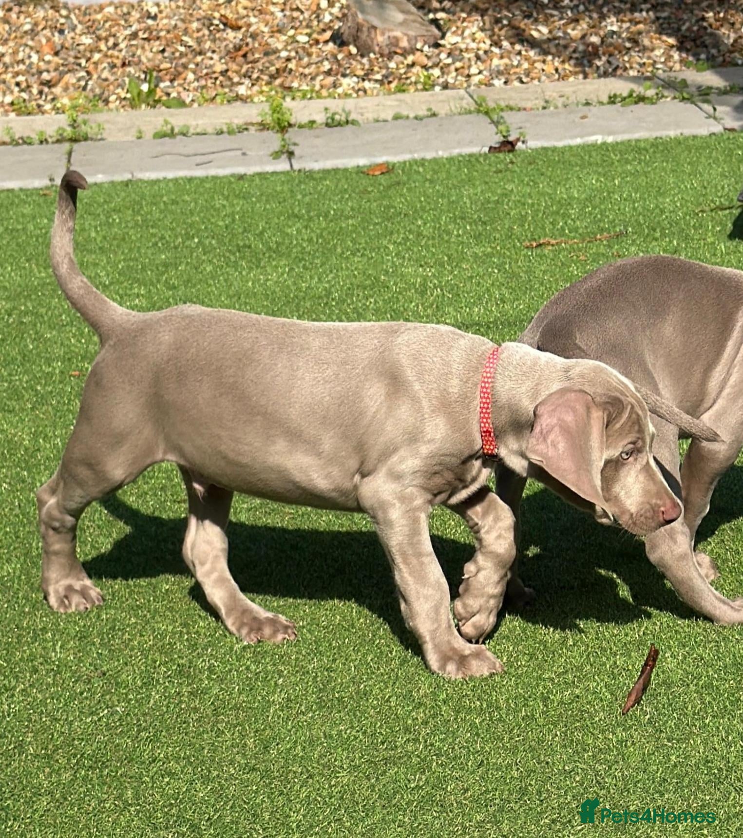 Weimaraner dogs Very handsome, chuncky silver boy available,London - Advert 2