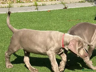 Weimaraner dogs Very handsome, chuncky silver boy available,London - Advert 2