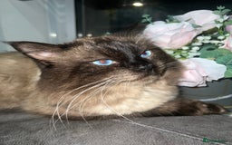 Ragdoll cats for stud: Stunning ragdoll for stud  - Image 1