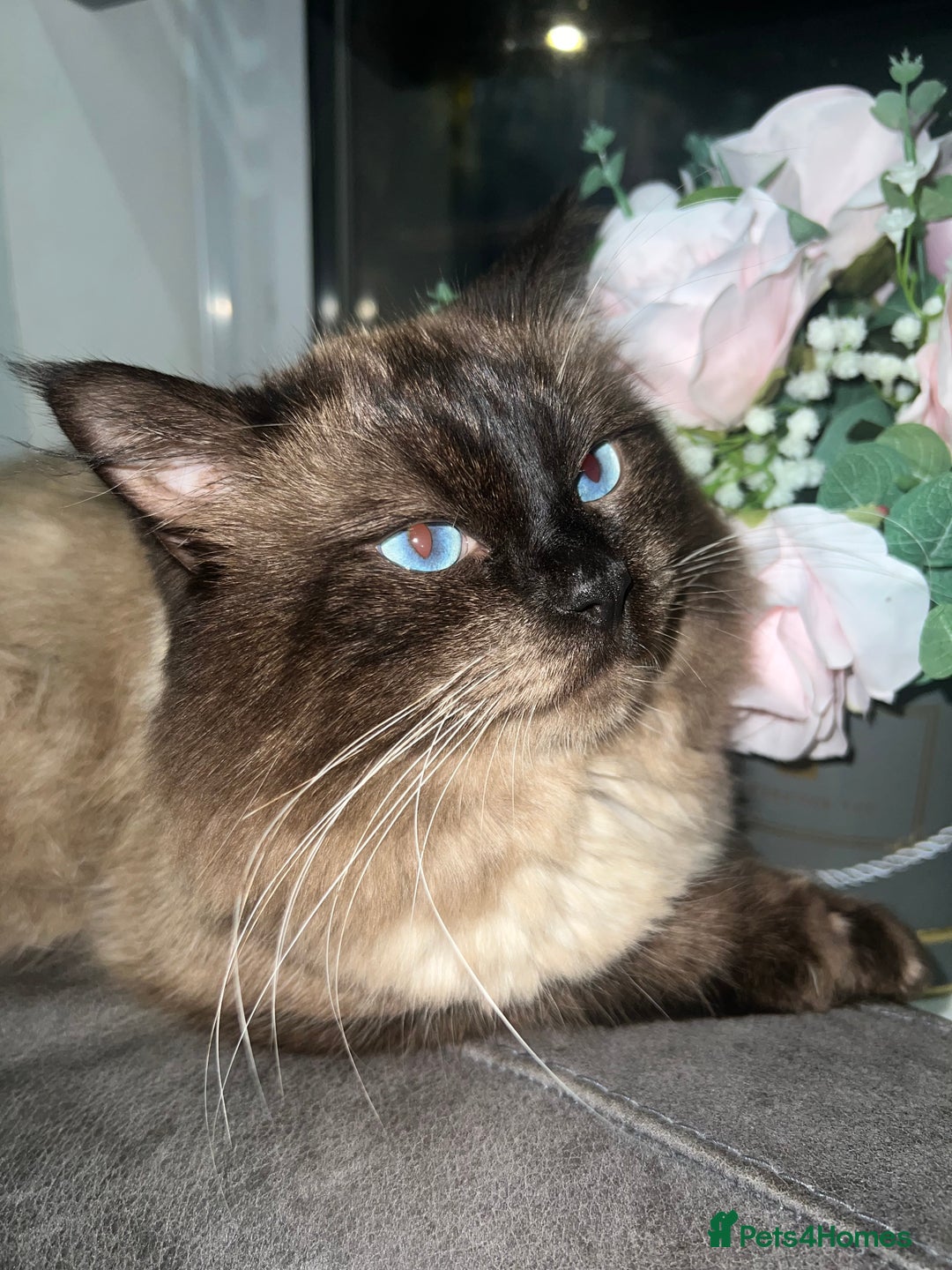 Ragdoll cats for stud: Stunning ragdoll for stud  - Image 1