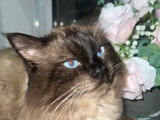 Ragdoll cats - Advert 33