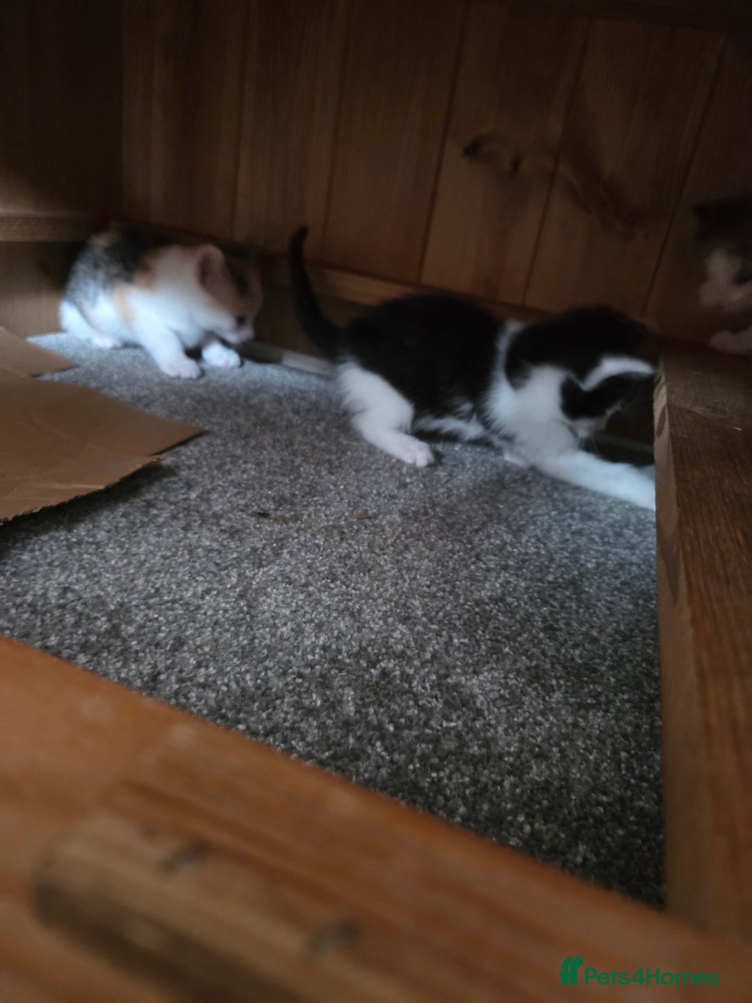 Domestic Shorthair cats for sale: Beautiful kittens ready for home - Image 9