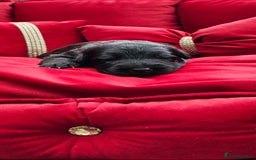 German Shepherd dogs for sale: BOTH PARENTS ARE ALL DNA TESTS CLEAR  - Image 6