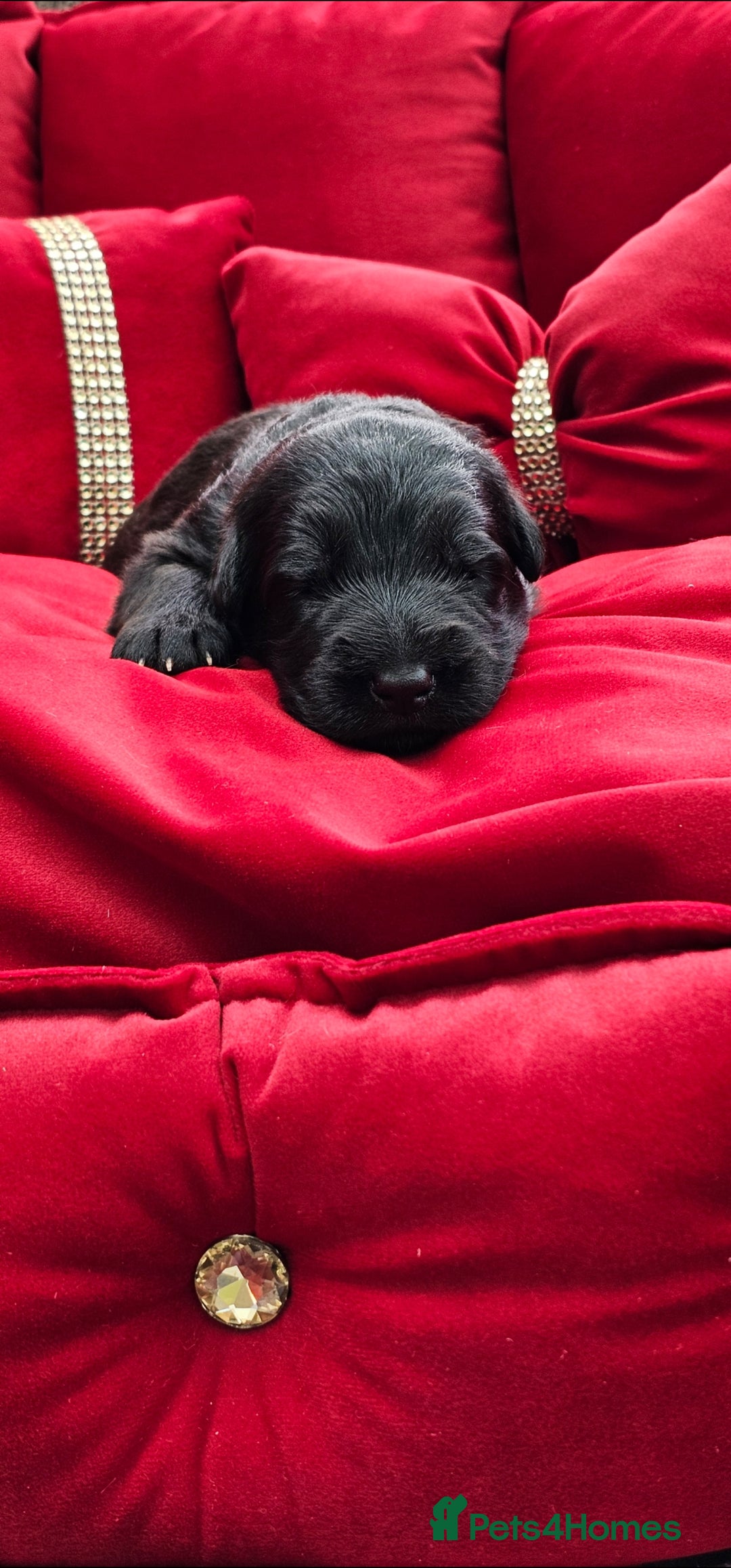 German Shepherd dogs for sale: BOTH PARENTS ARE ALL DNA TESTS CLEAR  - Image 6