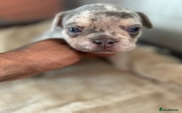 French Bulldog dogs for sale: French bulldog puppies fluffy carriers  - Image 32