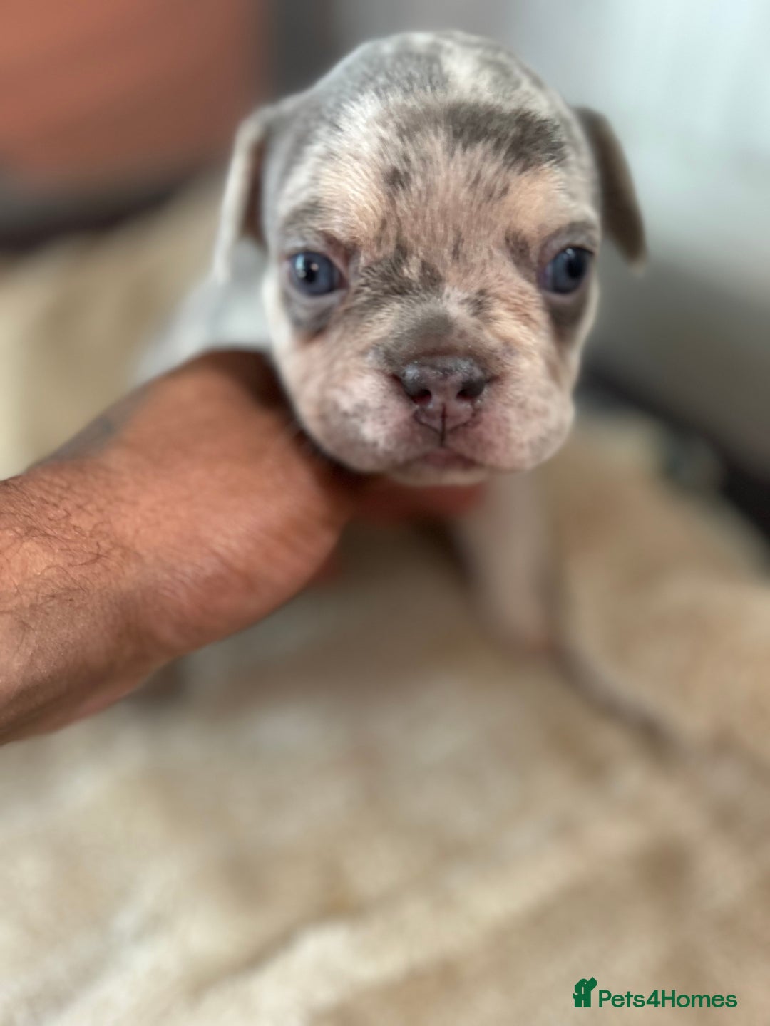 French Bulldog dogs for sale: French bulldog puppies fluffy carriers  - Image 32