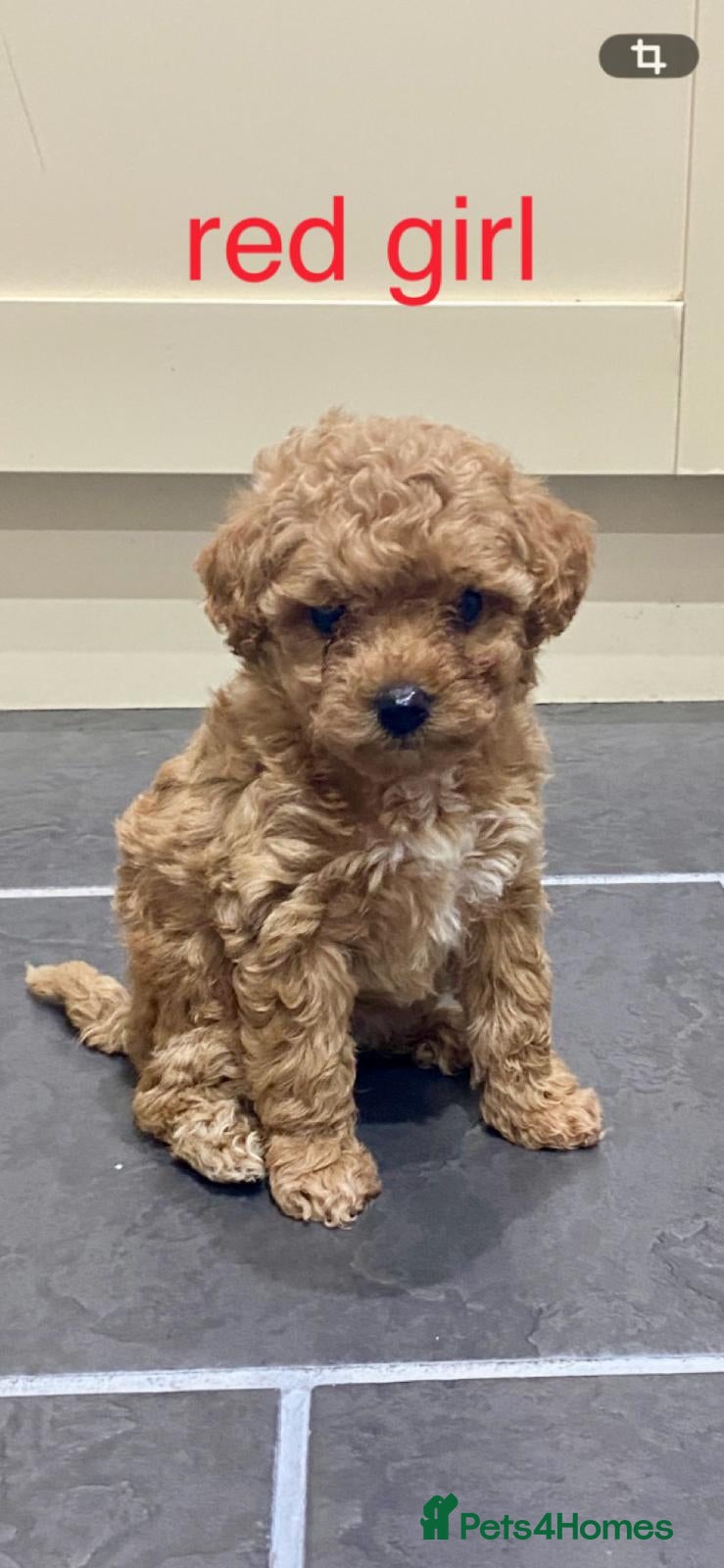 Poochon dogs ♥️🐶🧸  RARE TINY ASIAN TOY POOCHONS FOR SALE ♥️ - Advert 6