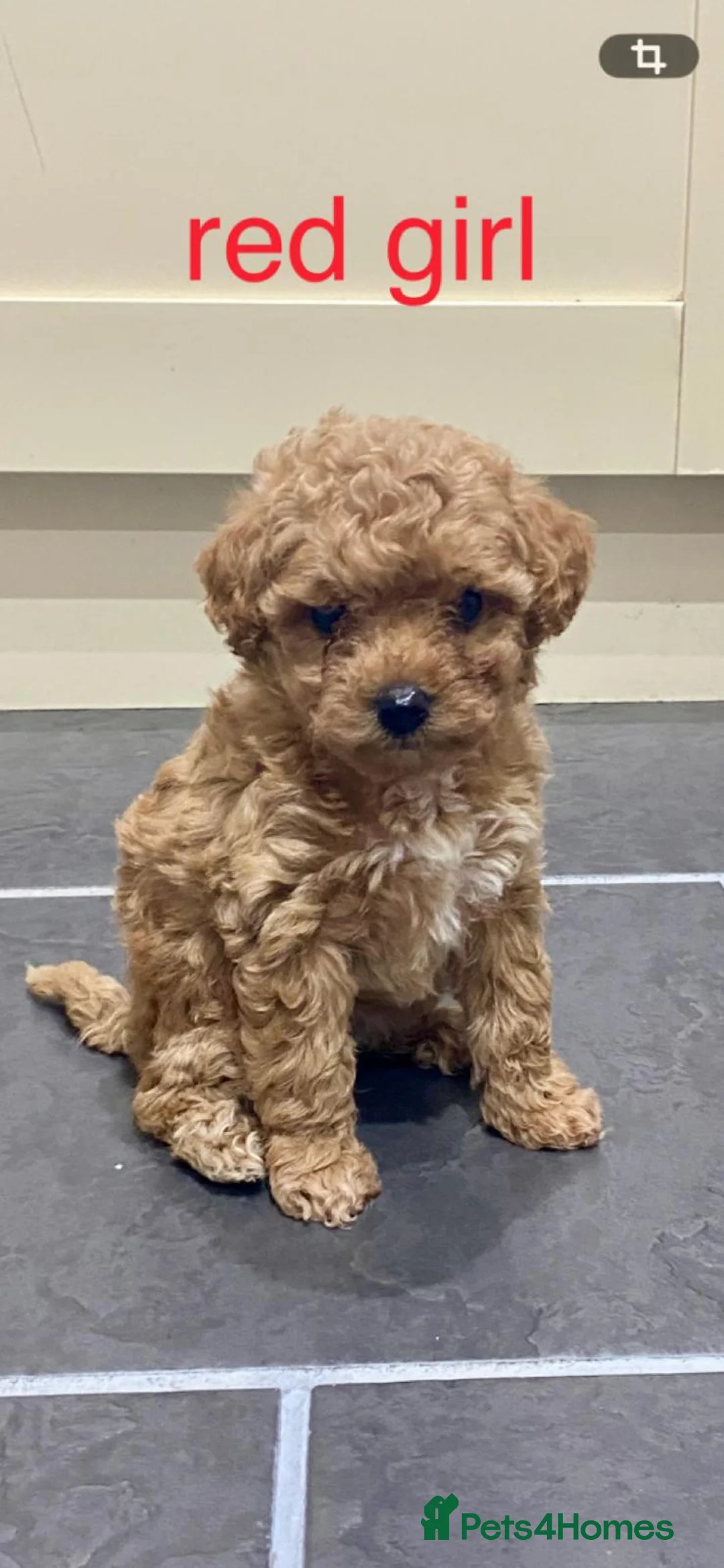 Poochon dogs for sale: ♥️🐶🧸  RARE TINY ASIAN TOY POOCHONS FOR SALE ♥️ - Advert 1