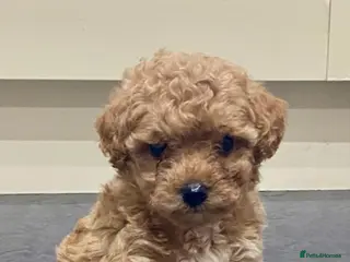 Poochon dogs ♥️🐶🧸 RARE TINY ASIAN TOY POOCHONS FOR SALE ♥️ - Advert 6