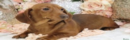 Miniature Dachshund dogs for sale: KC Miniature Dachshund Puppies - Advert 16