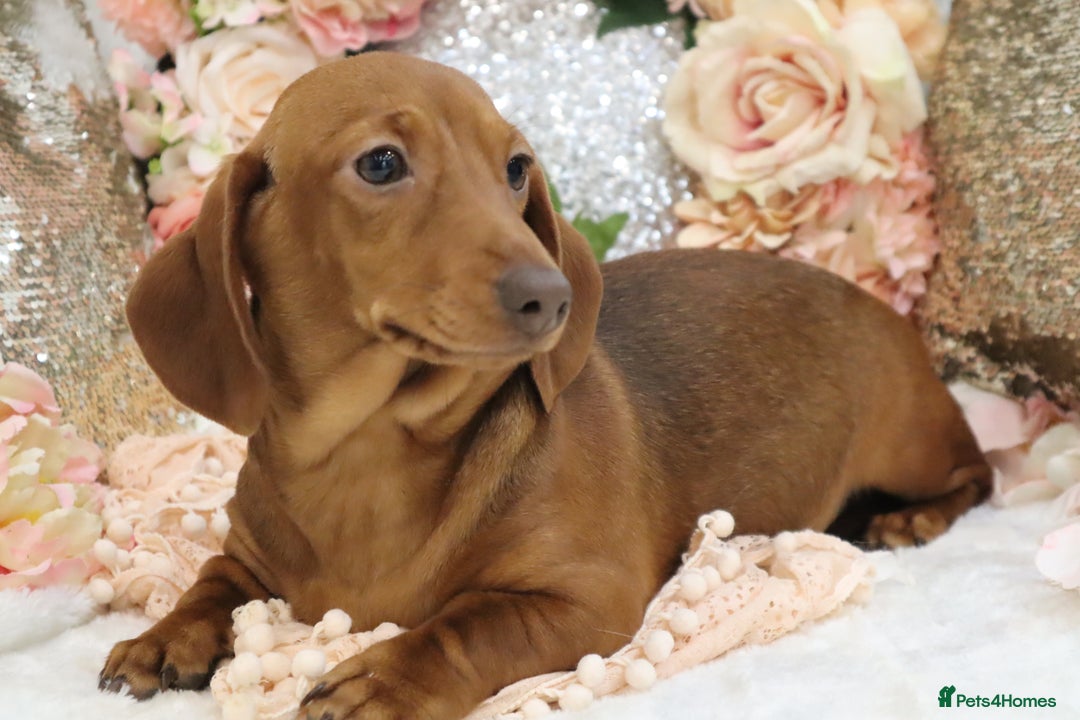Miniature Dachshund dogs for sale: KC Miniature Dachshund Puppies - Advert 16