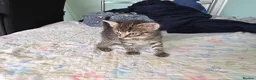 Mixed Breed cats for sale: we are looking for a home,  - Advert 19