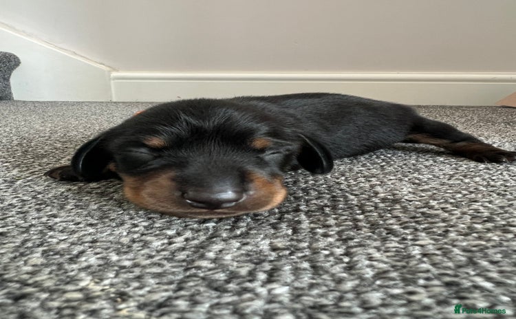 Miniature Dachshund dogs - Advert 5