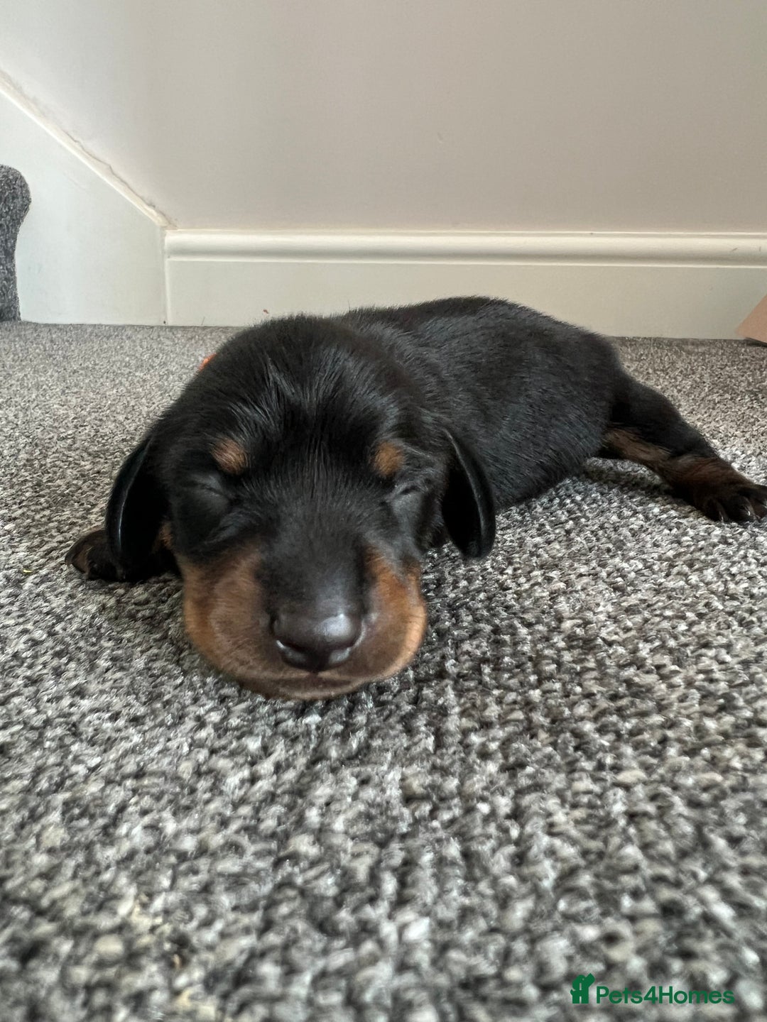 Miniature Dachshund dogs for sale: Black & tan boy, KC reg, PRA clear, low coi score - Image 1