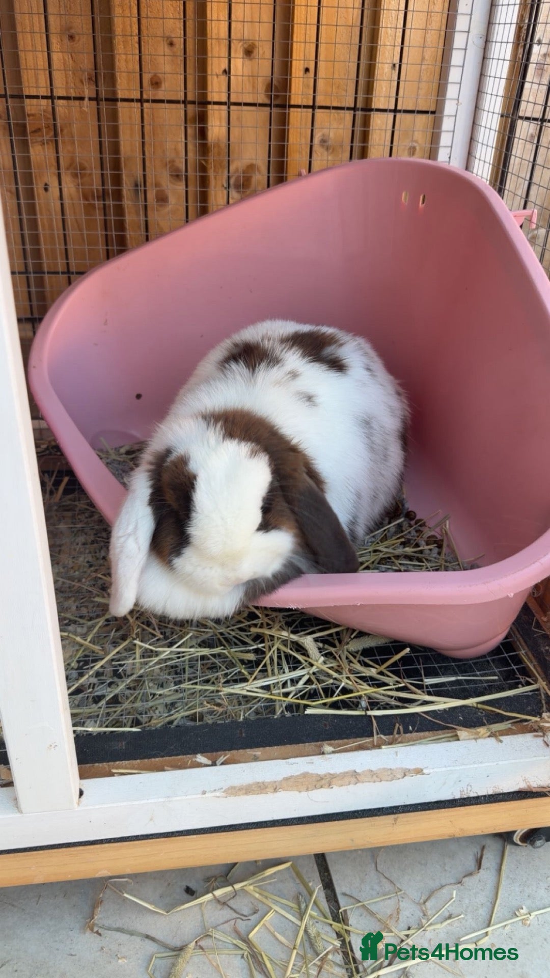 Mixed Breed rabbits Rabbit  - Advert 1