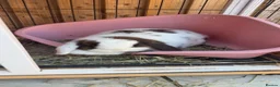 Mixed Breed rabbits for sale: Rabbit  in Bristol - Advert 1