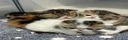 Exotic cats for sale:  ** 🔥OUTSTANDING EXOTIC SHORTHAIRS 🔥 - Advert 5