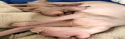 Sphynx cats for sale: All girls Sphynx kittens - Advert 9